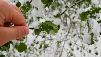 ÇKS'li Çiftçilere Don Desteği
