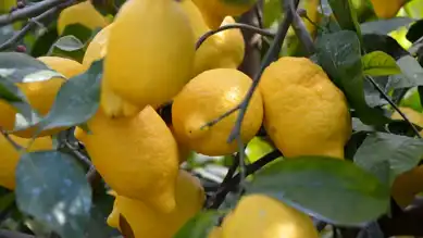 Türkiye Limon İhracatını Durdurdu