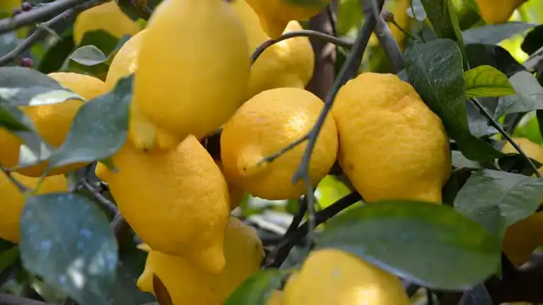 Türkiye Limon İhracatını Durdurdu